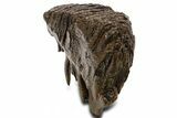 Fossil Woolly Mammoth Upper M Molar - Poland #337191-2